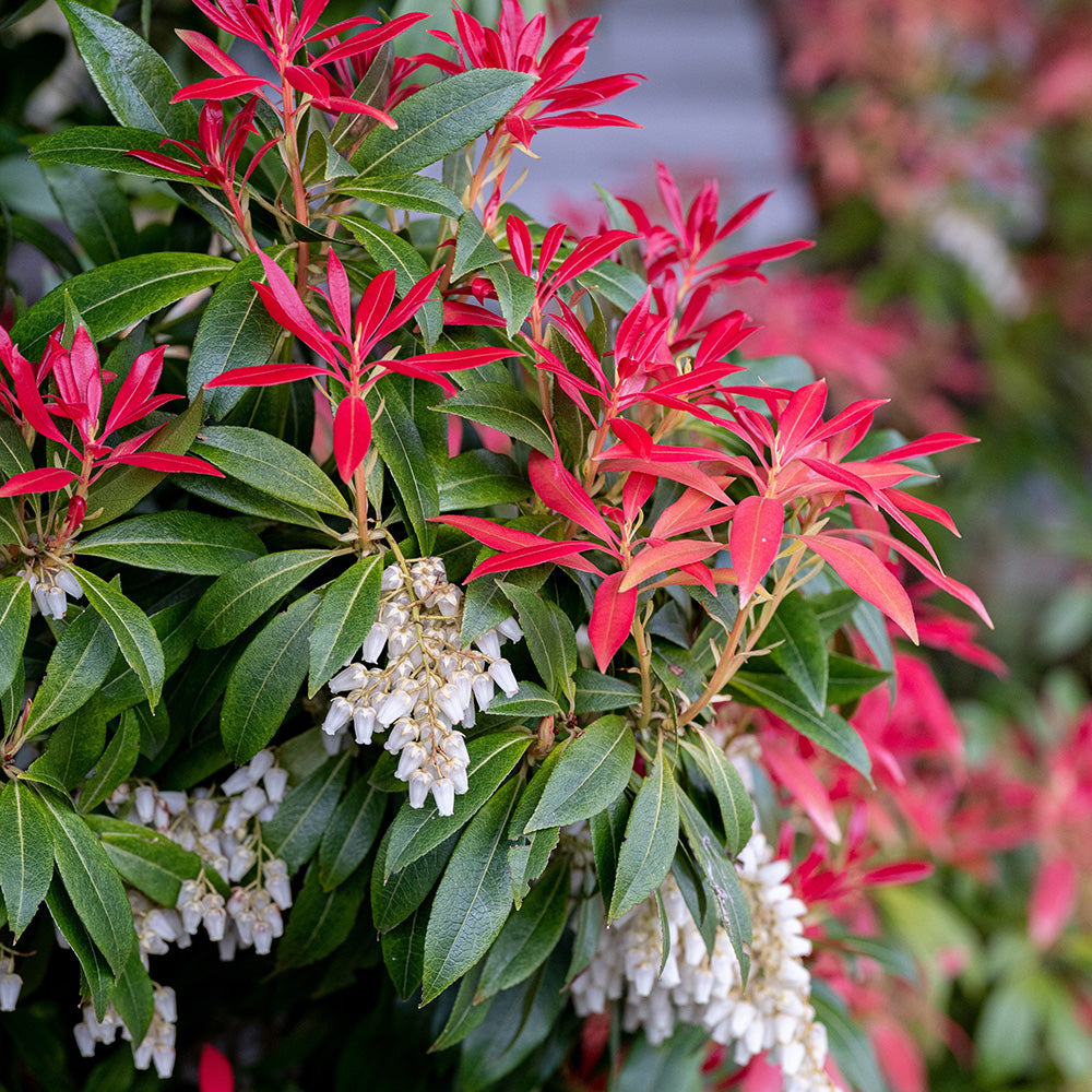 Pieris Mix Arbust Decorativ Rezistent Zona 6 – Gradina Noastra