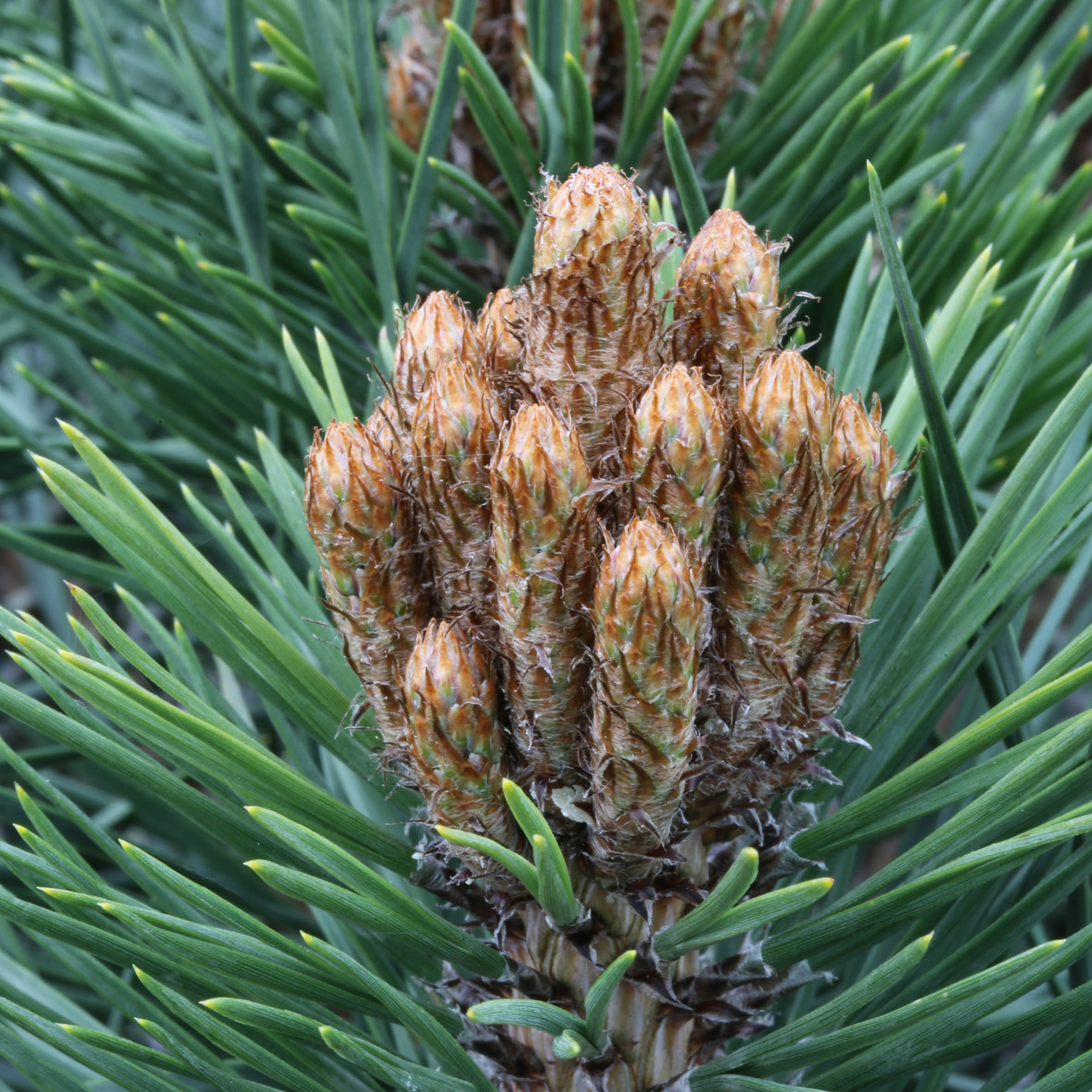 Pin negru "Pierrick Bregeon" / Pinus nigra "Pierrick Bregeon" / by gradina-noastra