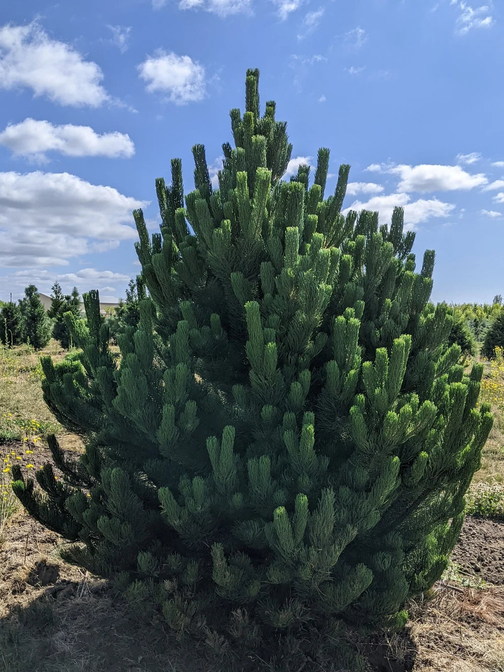 Pin negru "Oregon Green" / Pinus nigra "Oregon Green"/ - Gradina Noastra