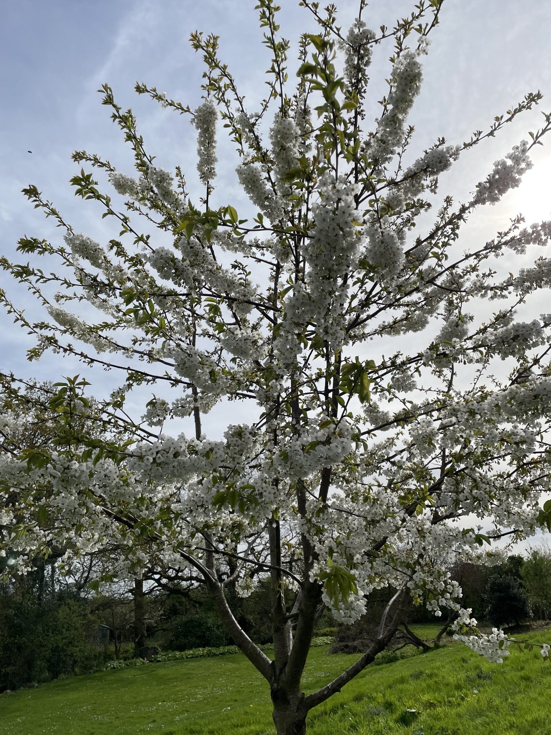 Cires "Van" / Prunus avium "Van" /