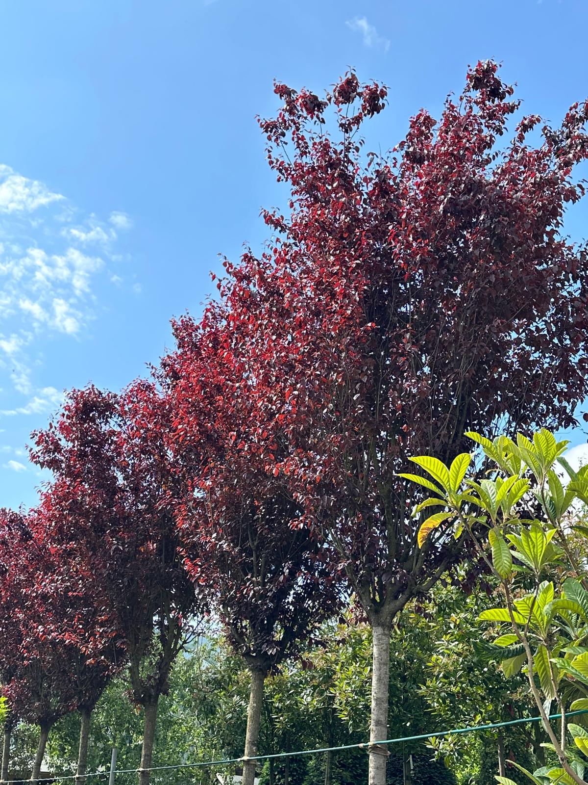Corcodus rosu "Nigra" arbore / Prunus cerasifera "Nigra" /