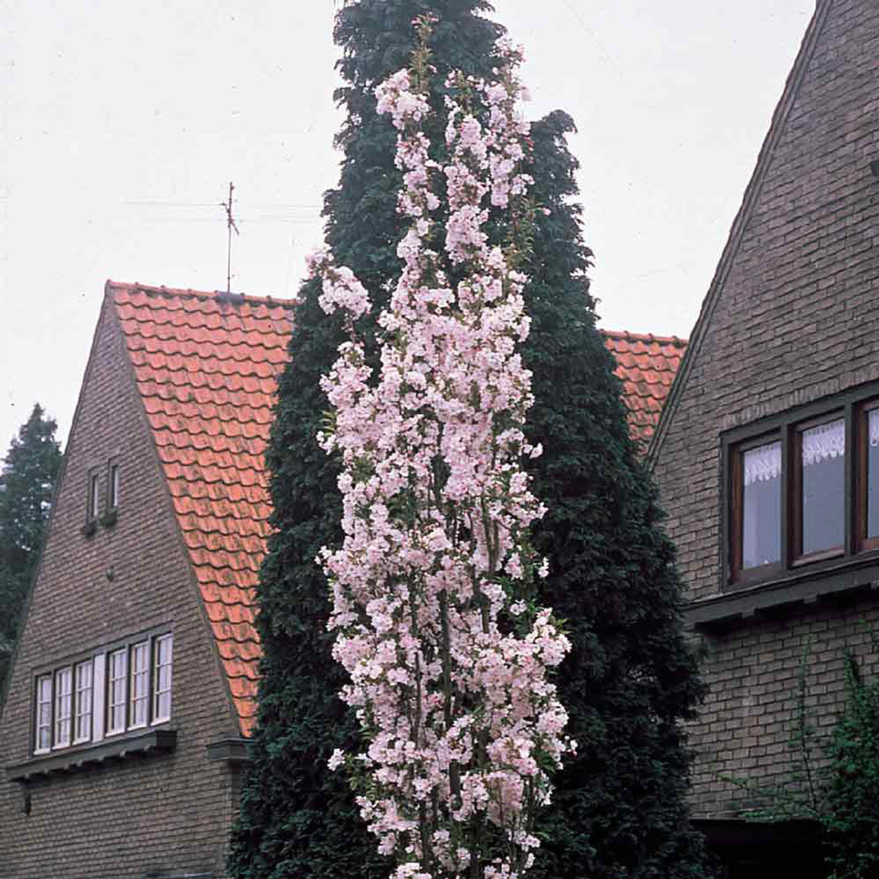 Cires japonez "Amanogawa" 2.00 - 2.50 m / Prunus serrulata "Amanogawa" / by gradina-noastra