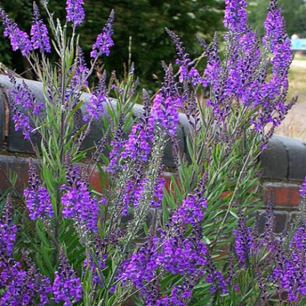 Linaria purpurea by Gradina Noastra
