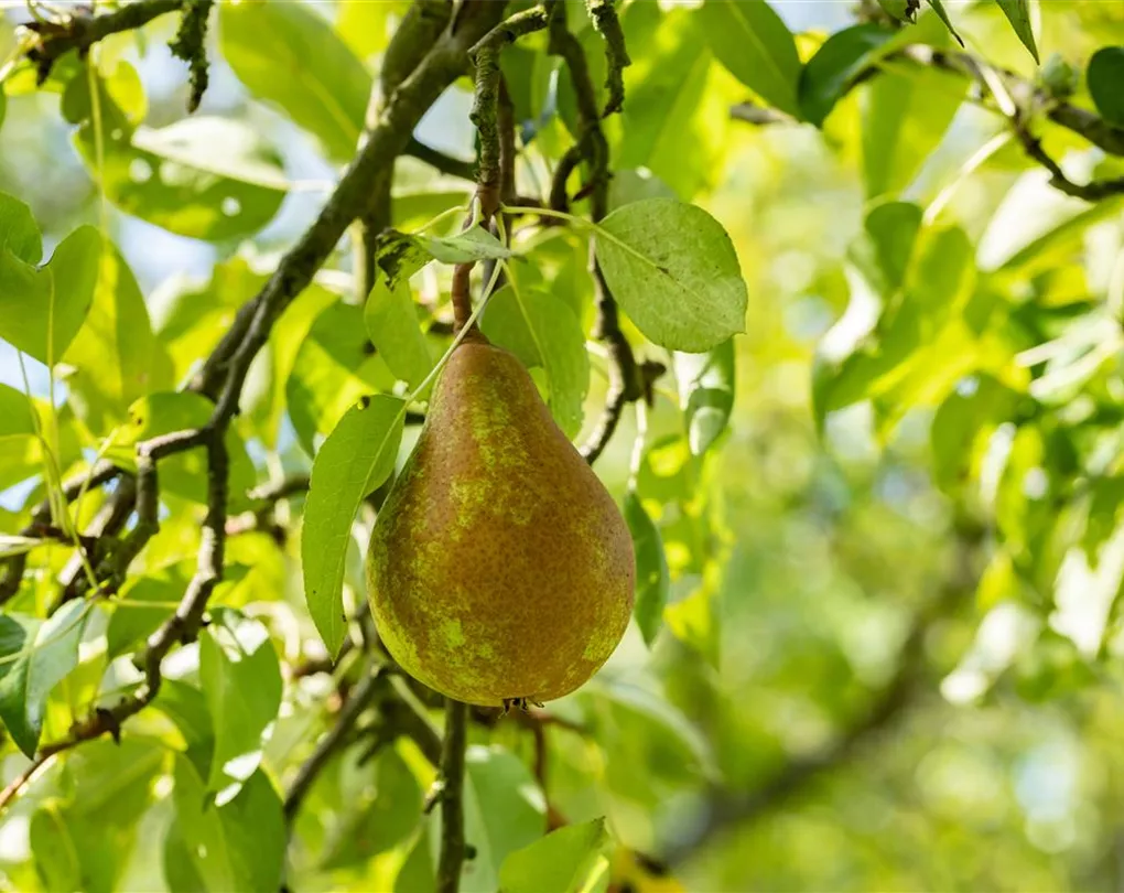 Par „Kaiser” 1.80 - 2.30 m / Pyrus communis „Kaiser” / by gradina-noastra