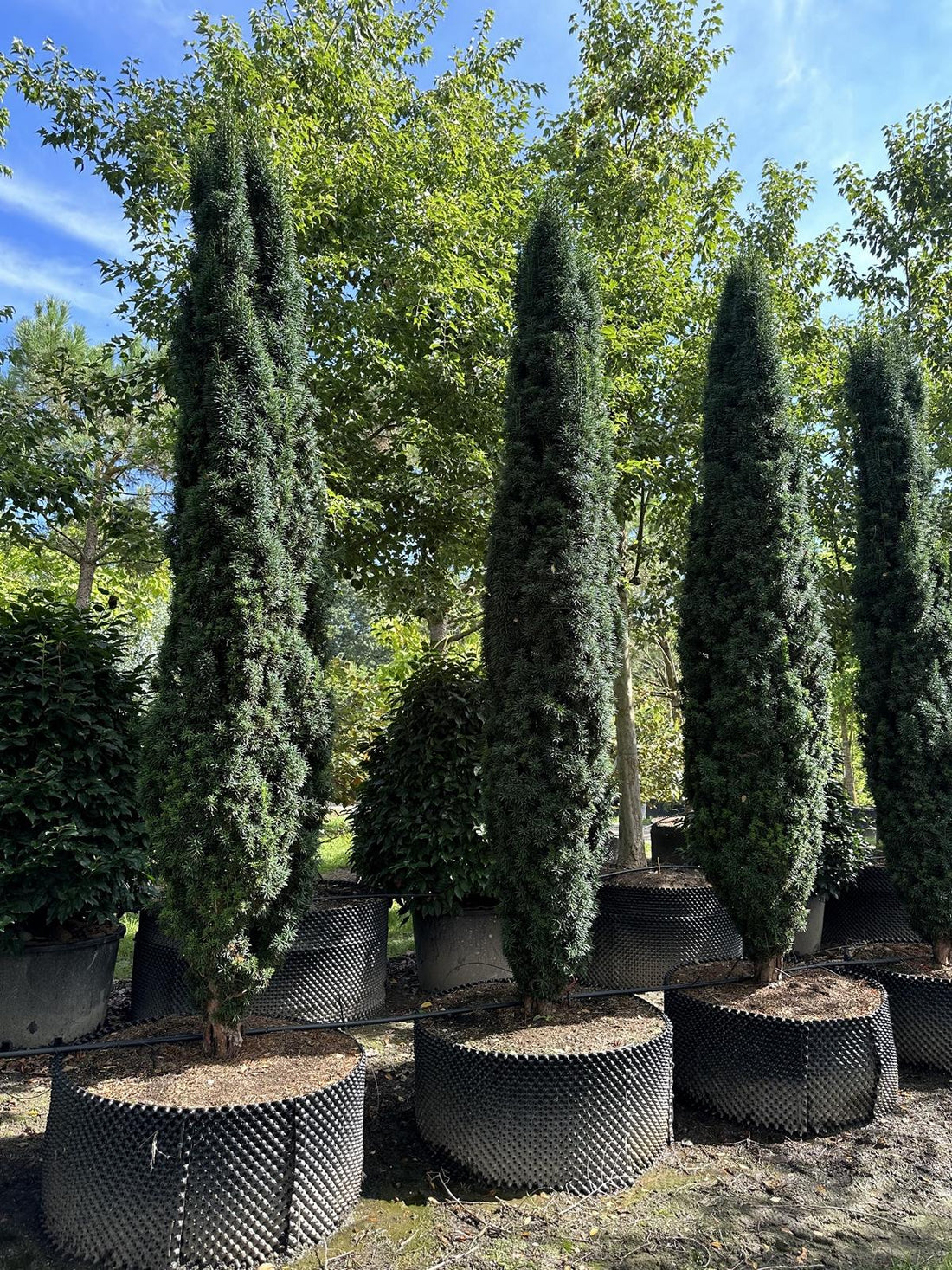 Tisa columnara "Fastigiata Robusta" / Taxus baccata "Fastigiata Robusta" / by gradina-noastra