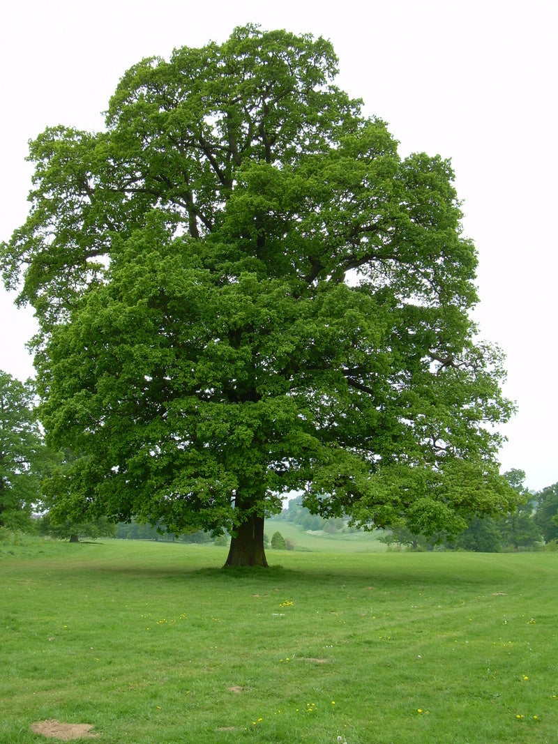 Stejar pedunculat / Quercus robur / - Gradina Noastra