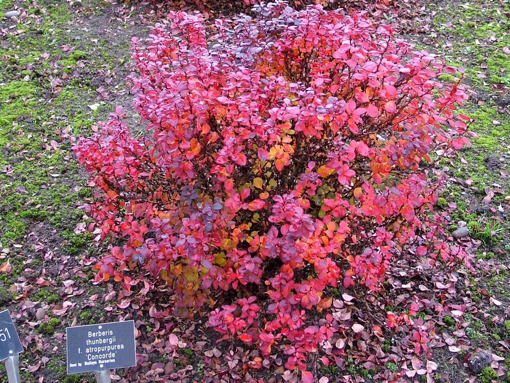 Dracila "Concorde" / Berberis thunbergii "Concorde"/