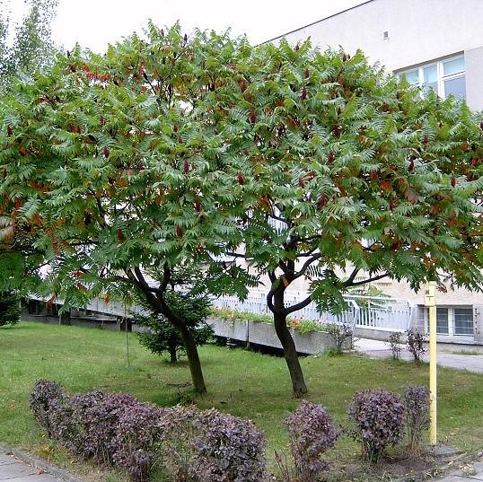 Otetar rosu "Dissecta" arbore 2.50 - 3.50 m / Rhus typhina "Dissecta" / by gradina-noastra