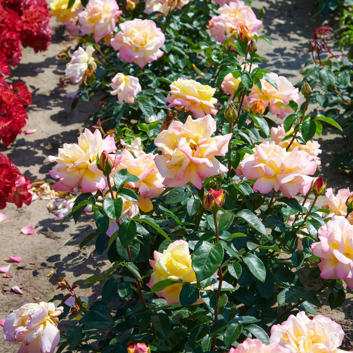 Trandafir teahibrid "Peace Gloria Dei" – / Rosa HT "Peace Gloria Dei"/