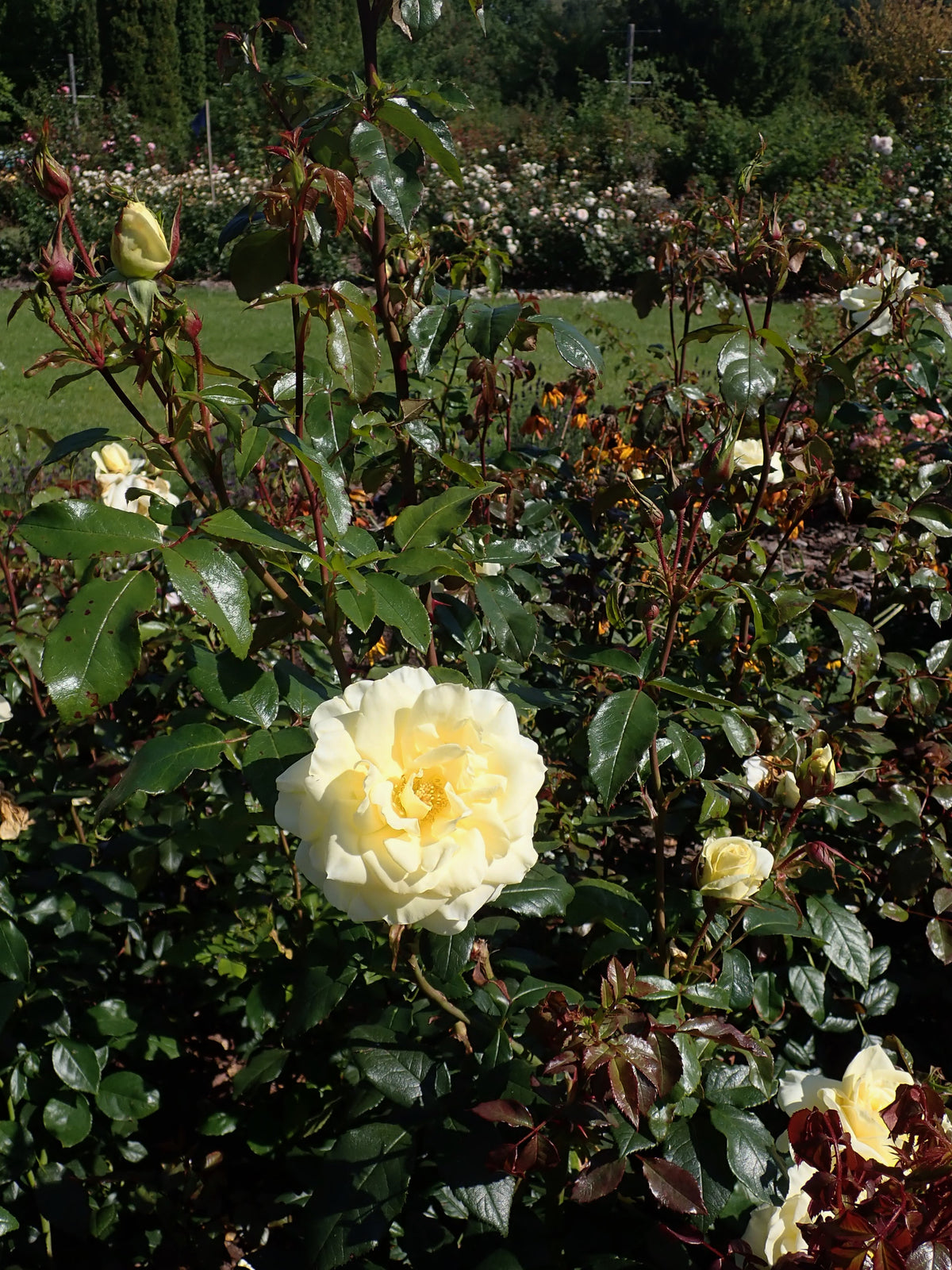 Trandafir teahibrid "Limona" – / Rosa HT "Limona"/