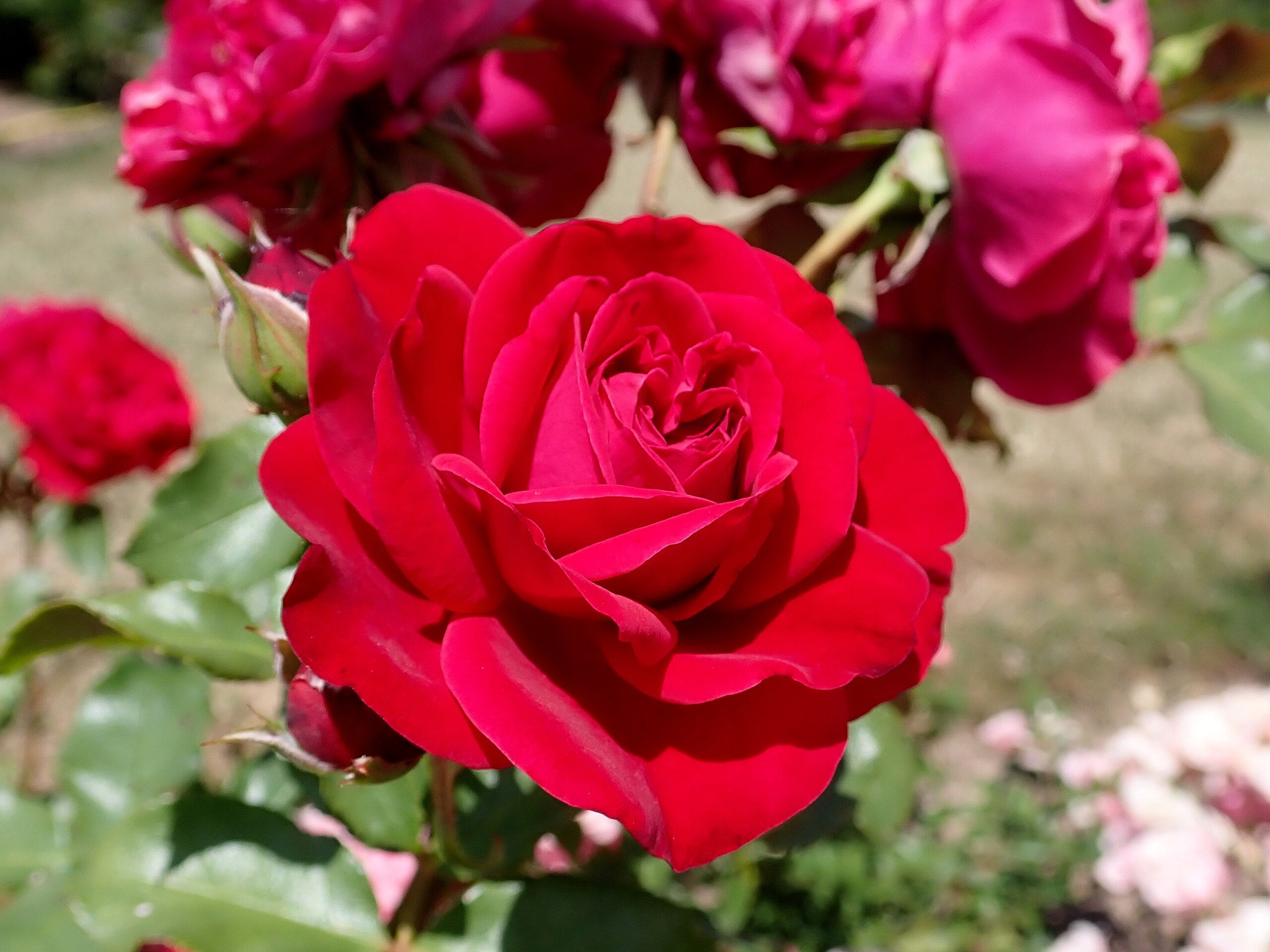 Trandafir pe picior "Red Meilove" 1.20 - 1.30 m (Rosa "Red Meilove") by Gradina Noastra