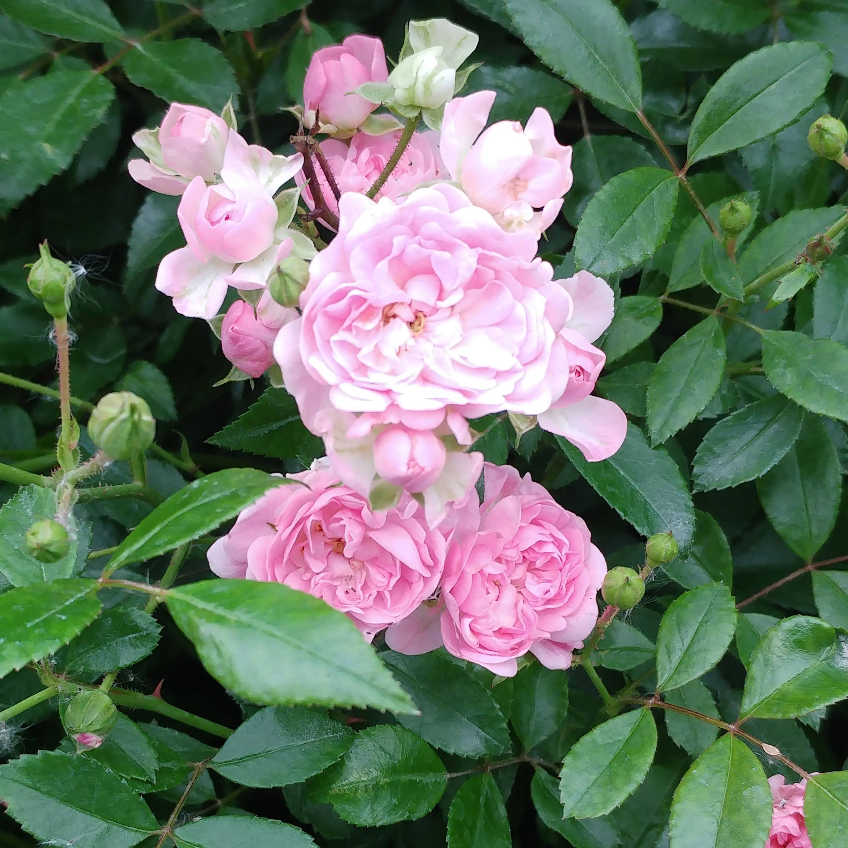Trandafir pe picior "The fairy" 1.20 - 1.30 m (Rosa "The fairy") by Gradina Noastra