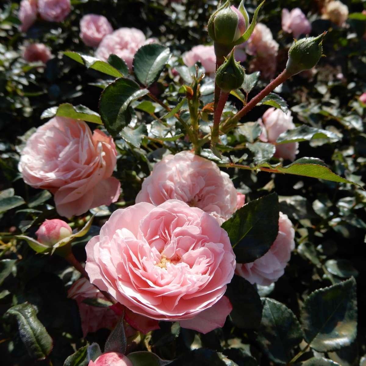 Trandafir pe picior "Rose Mailove" 1.20 - 1.30 m (Rosa "Rose Mailove") by Gradina Noastra