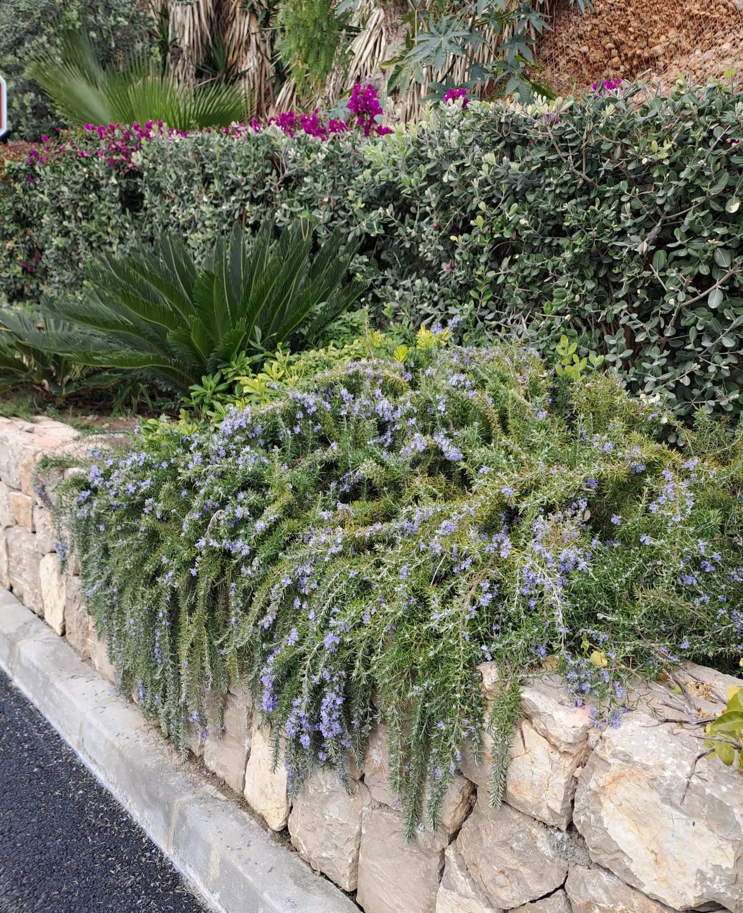 Rozmarin „Boule” / Rosmarinus officinalis „Boule”/