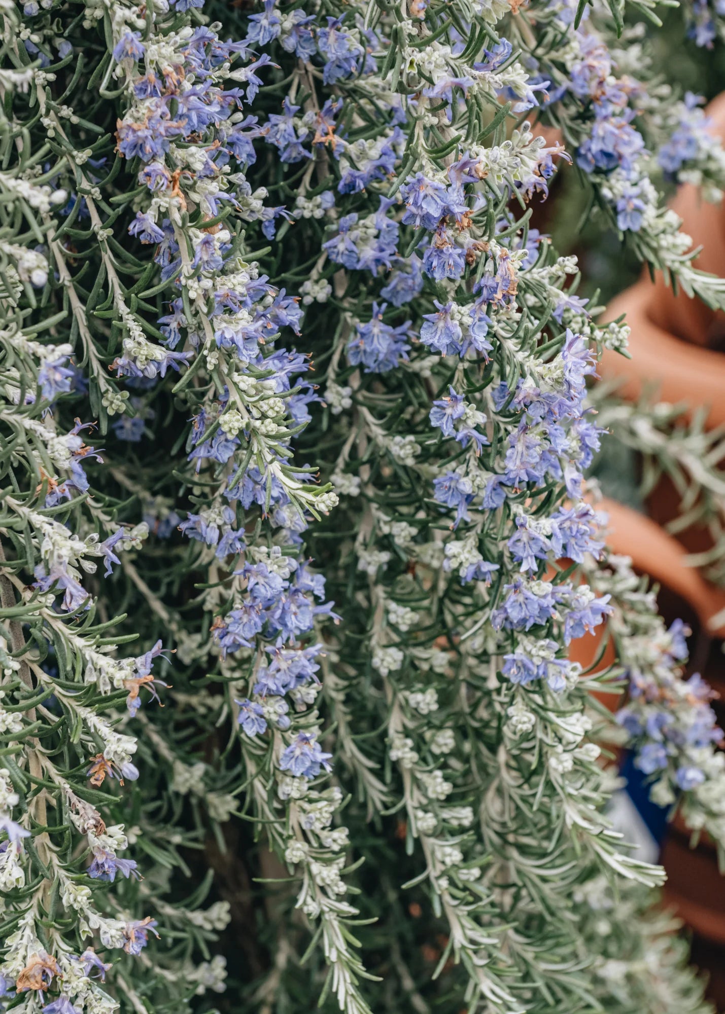 Rozmarin „Boule” / Rosmarinus officinalis „Boule”/ by gradina-noastra