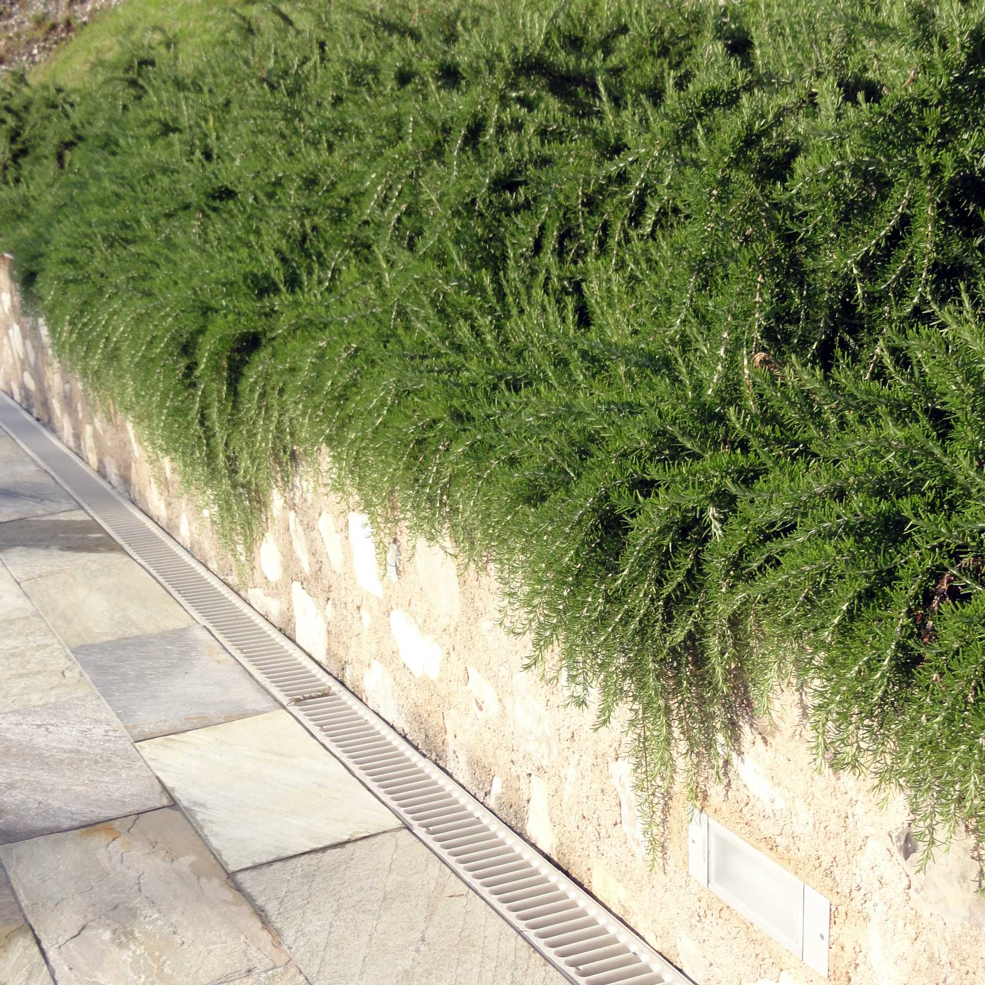 Rozmarin „Boule” / Rosmarinus officinalis „Boule”/ by gradina-noastra