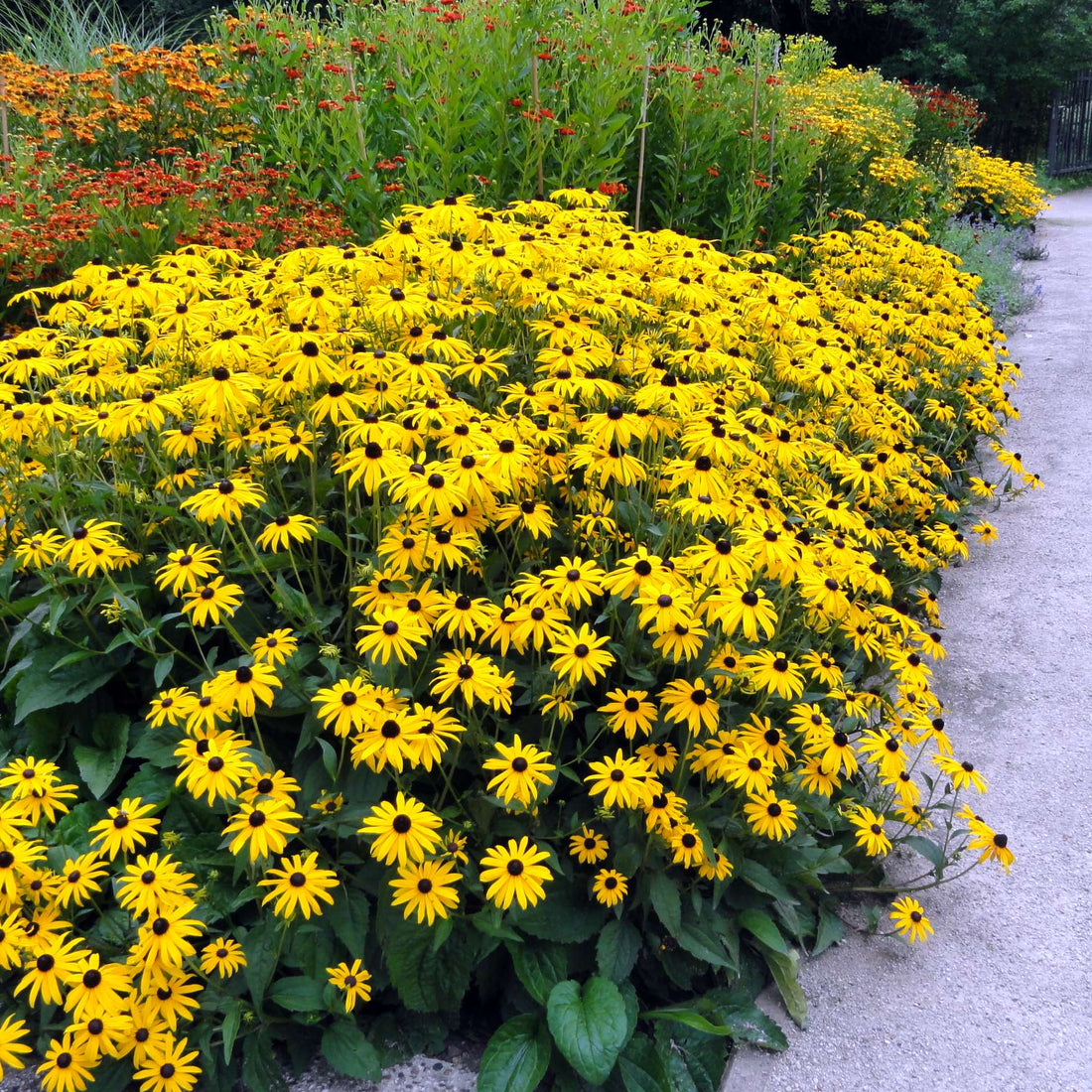 Rudbeckia fulgida "Goldsturm" by Gradina Noastra