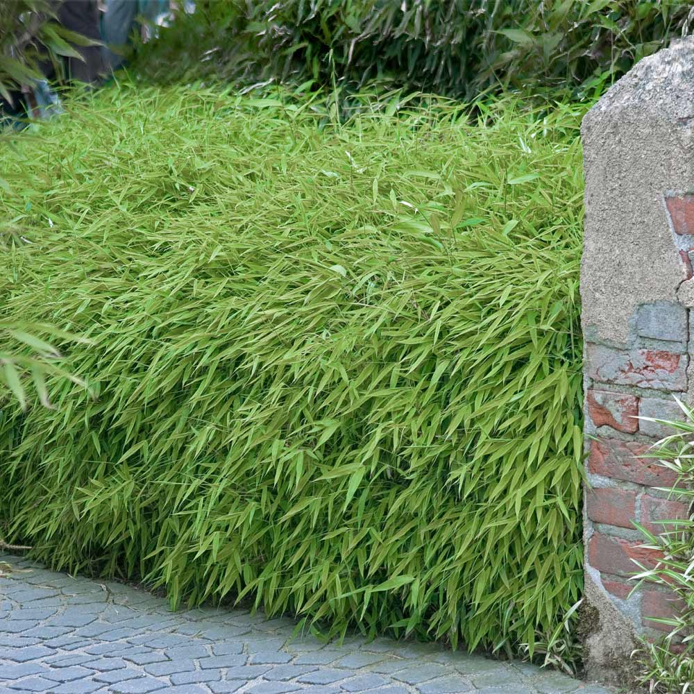 Bambus vesnic verde pitic „Rufa” / Fargesia murielae „Rufa” /