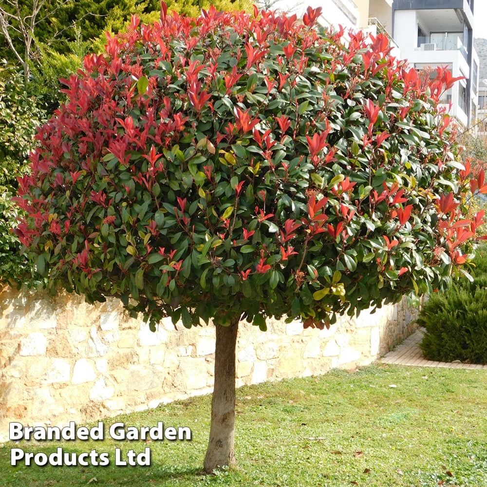 Photinia "Red Robin" pomisor / Photinia serrulata "Red Robin" / - Gradina Noastra