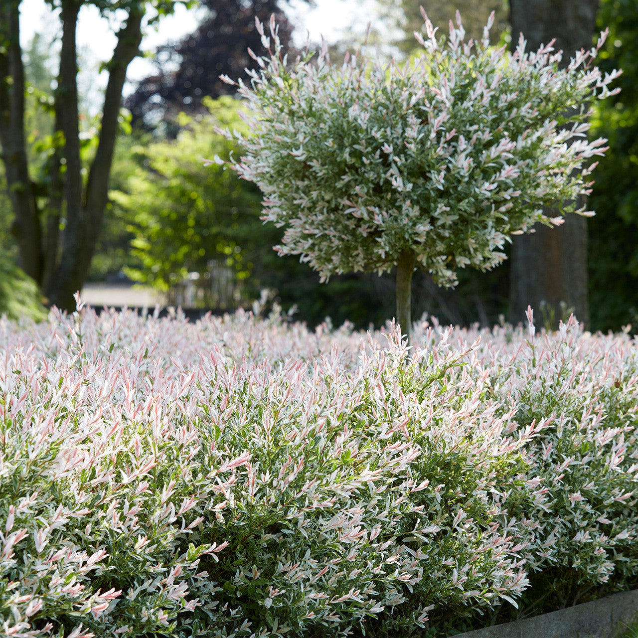 Salcie japoneza "Hakuro Nishiki" 1.30 - 1.50 m / Salix integra "Hakuro Nishiki"/ by gradina-noastra