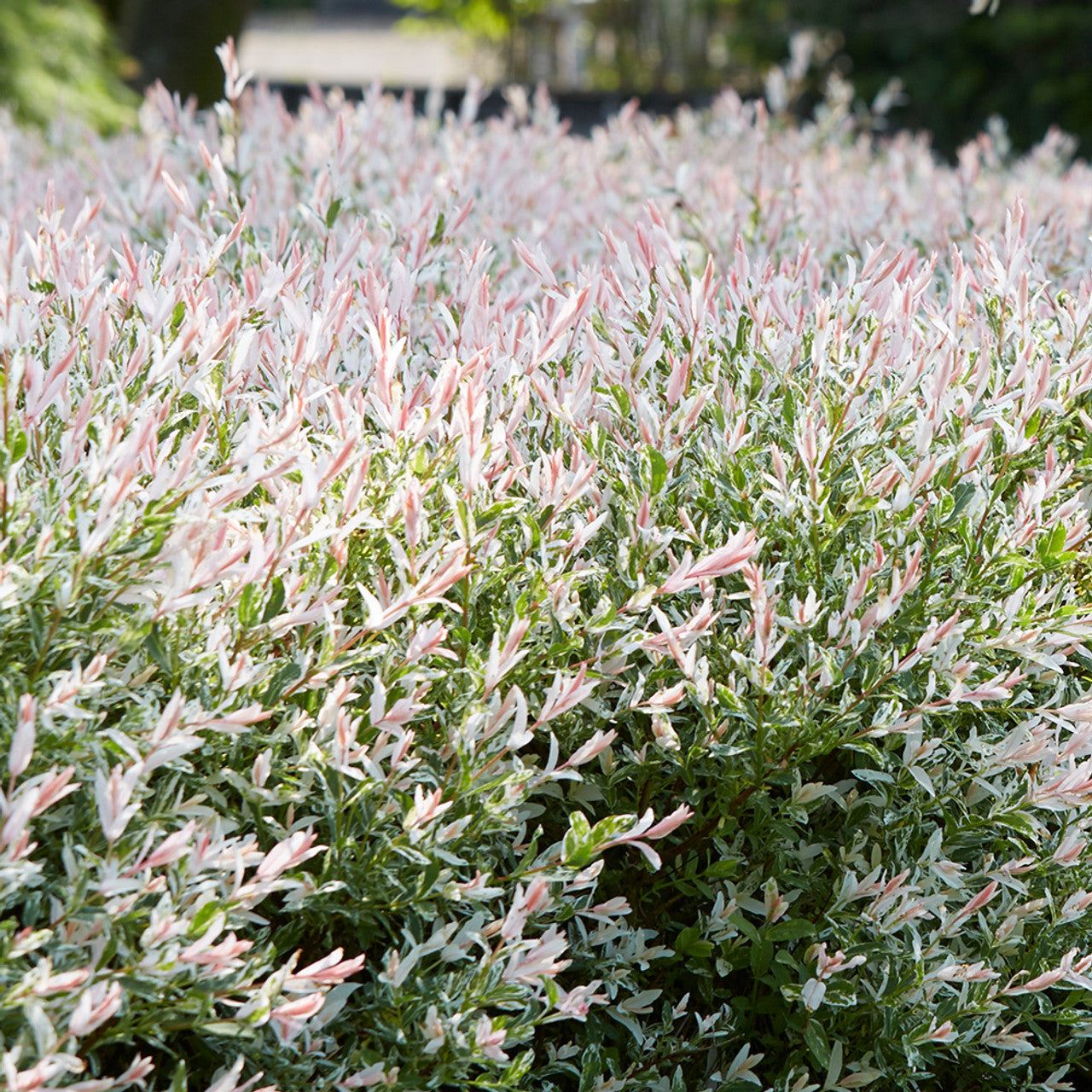 Salcie japoneza "Flamingo" 0.60 - 0.80 m / Salix integra "Flamingo"/ by gradina-noastra