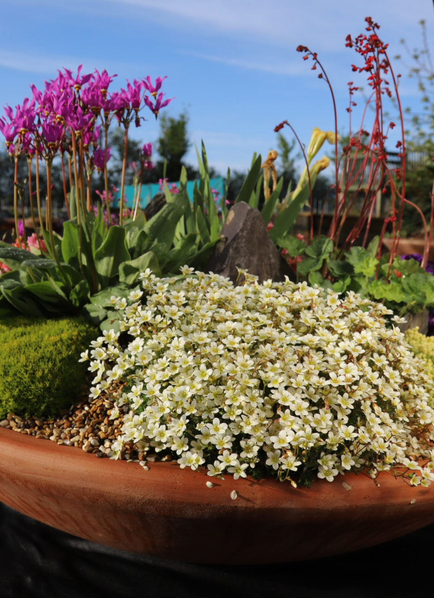 Saxifraga moschata "White Pixie" by Gradina Noastra
