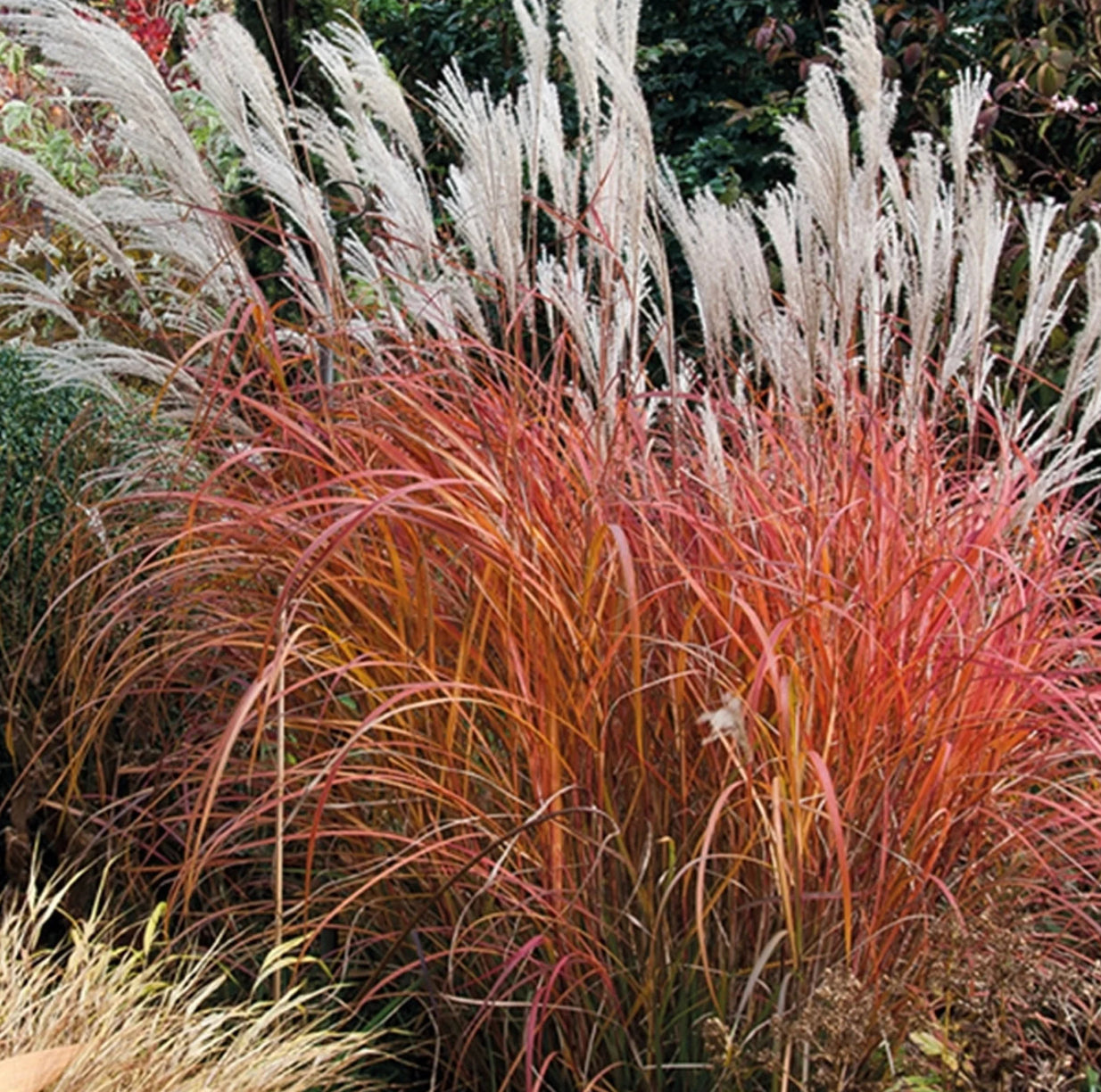 Iarba elefantului "Adagio" / Miscanthus sinensis "Adagio" / - Gradina Noastra