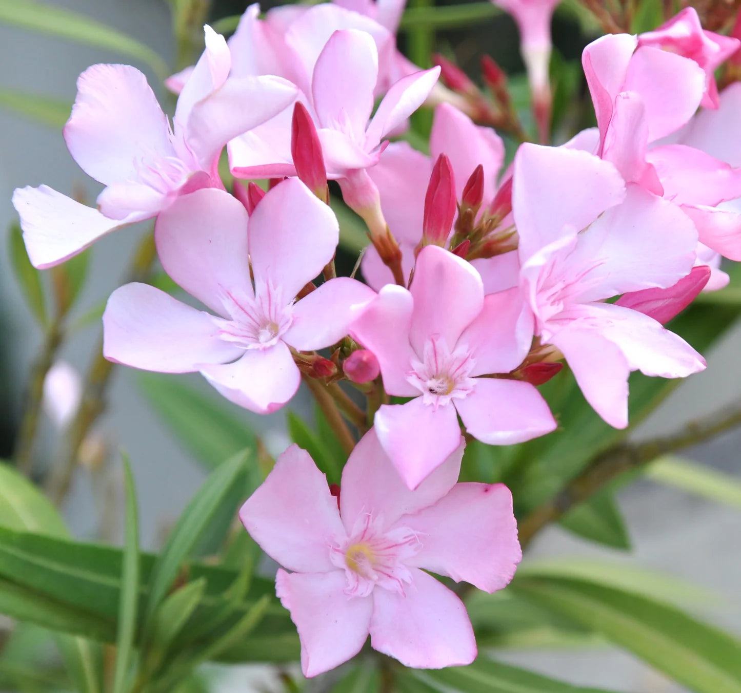 Leandru tufa diferite culori / Nerium oleander/ by gradina-noastra