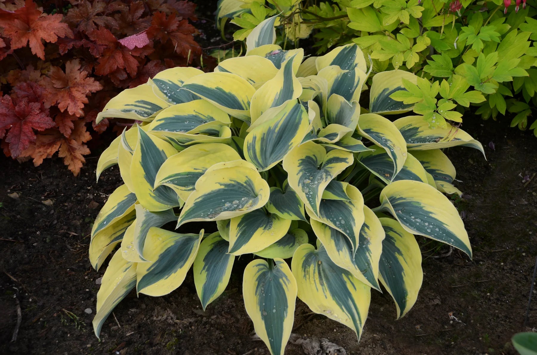 Hosta "Shadowland Autumn Frost"