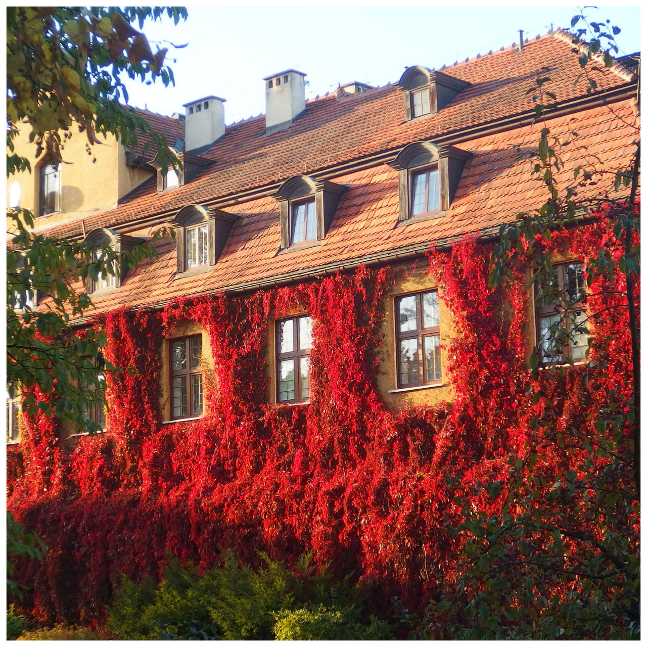 Viță de Canada 0.50 m / Parthenocissus mix / by gradina-noastra