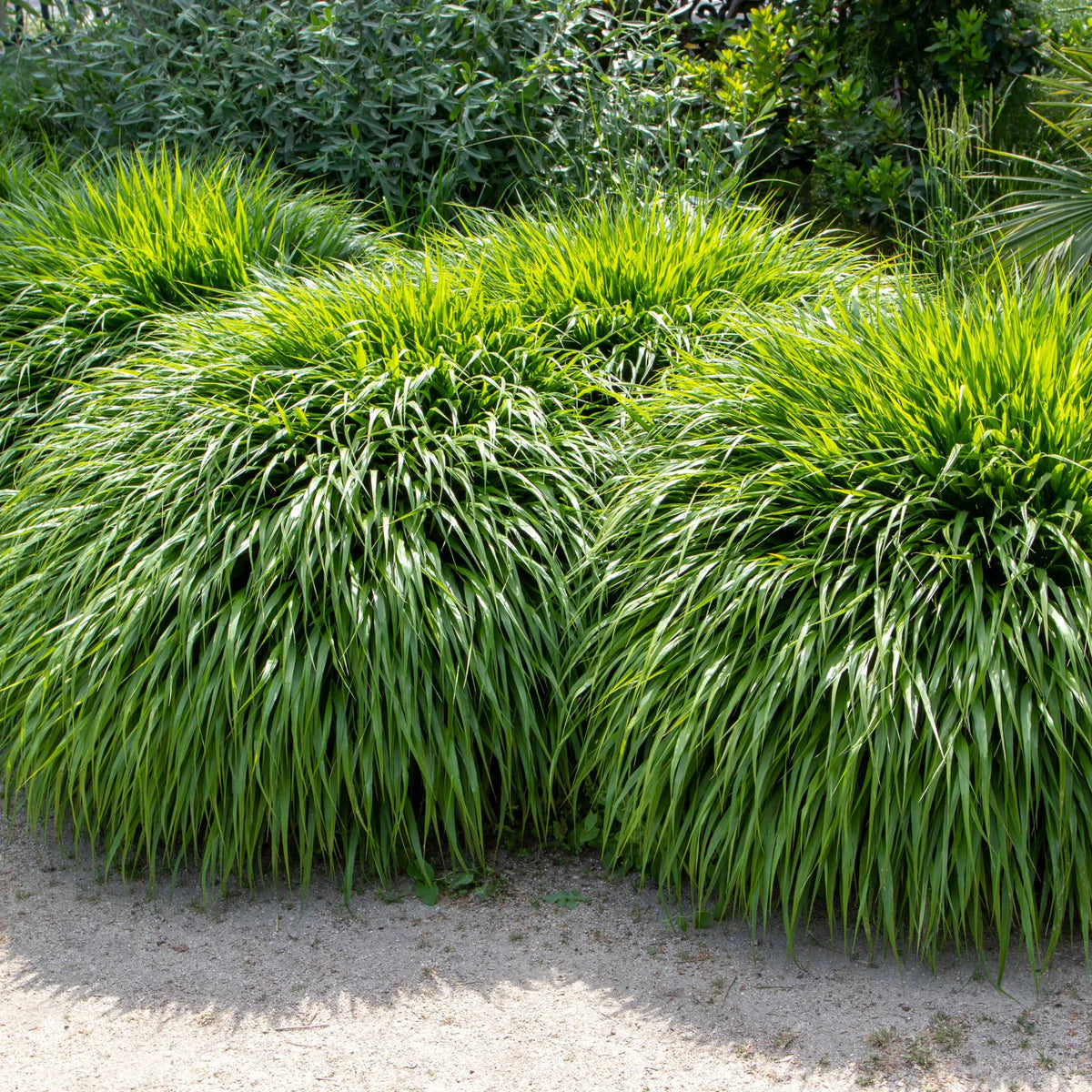 Hakonechloa macra 0.20 - 0.30 m / Hakonechloa macra / by gradina-noastra