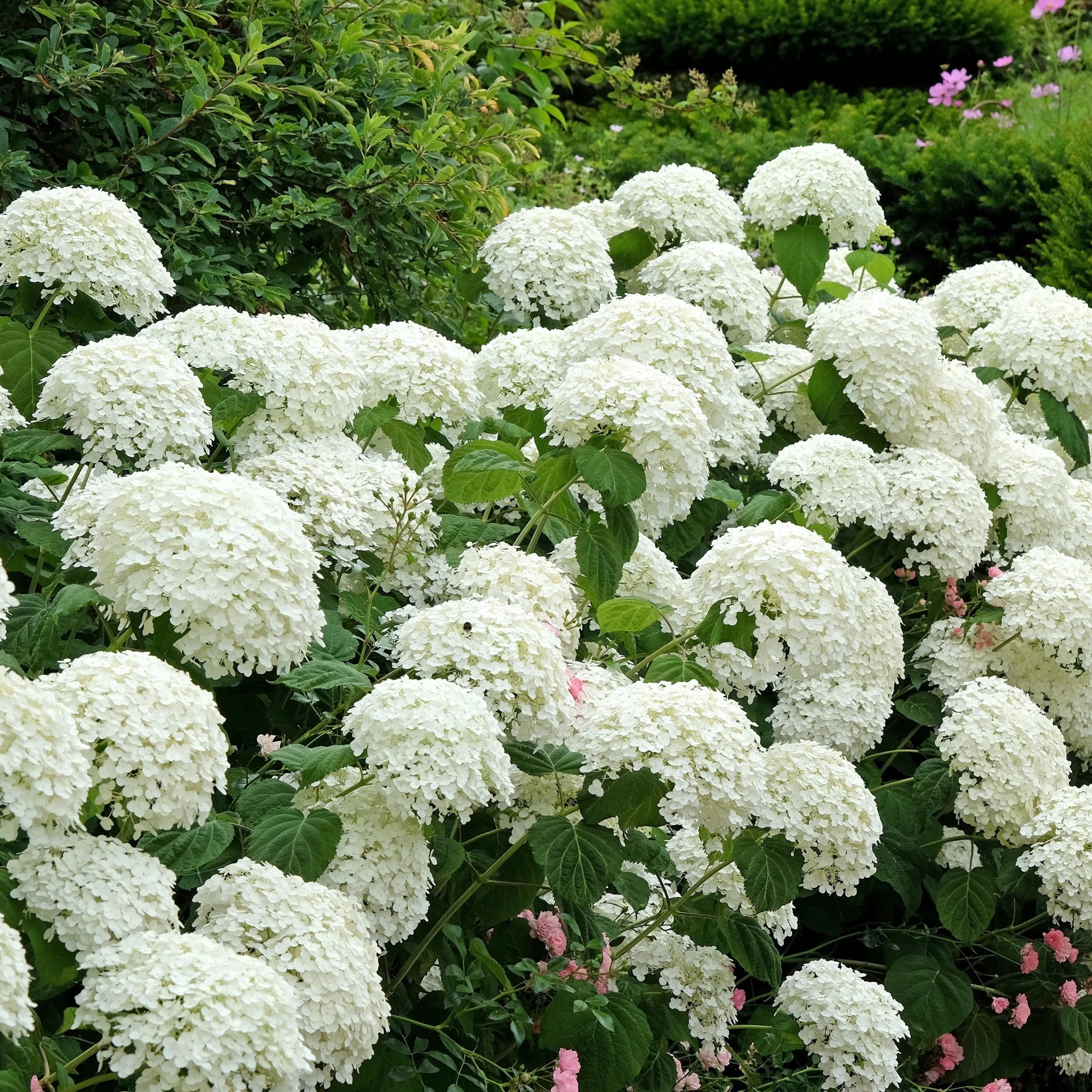 Hortensia "Strong Annabelle" 0.20 - 0.30 m / Hydrangea arborescens "Strong Annabelle"/ by gradina-noastra