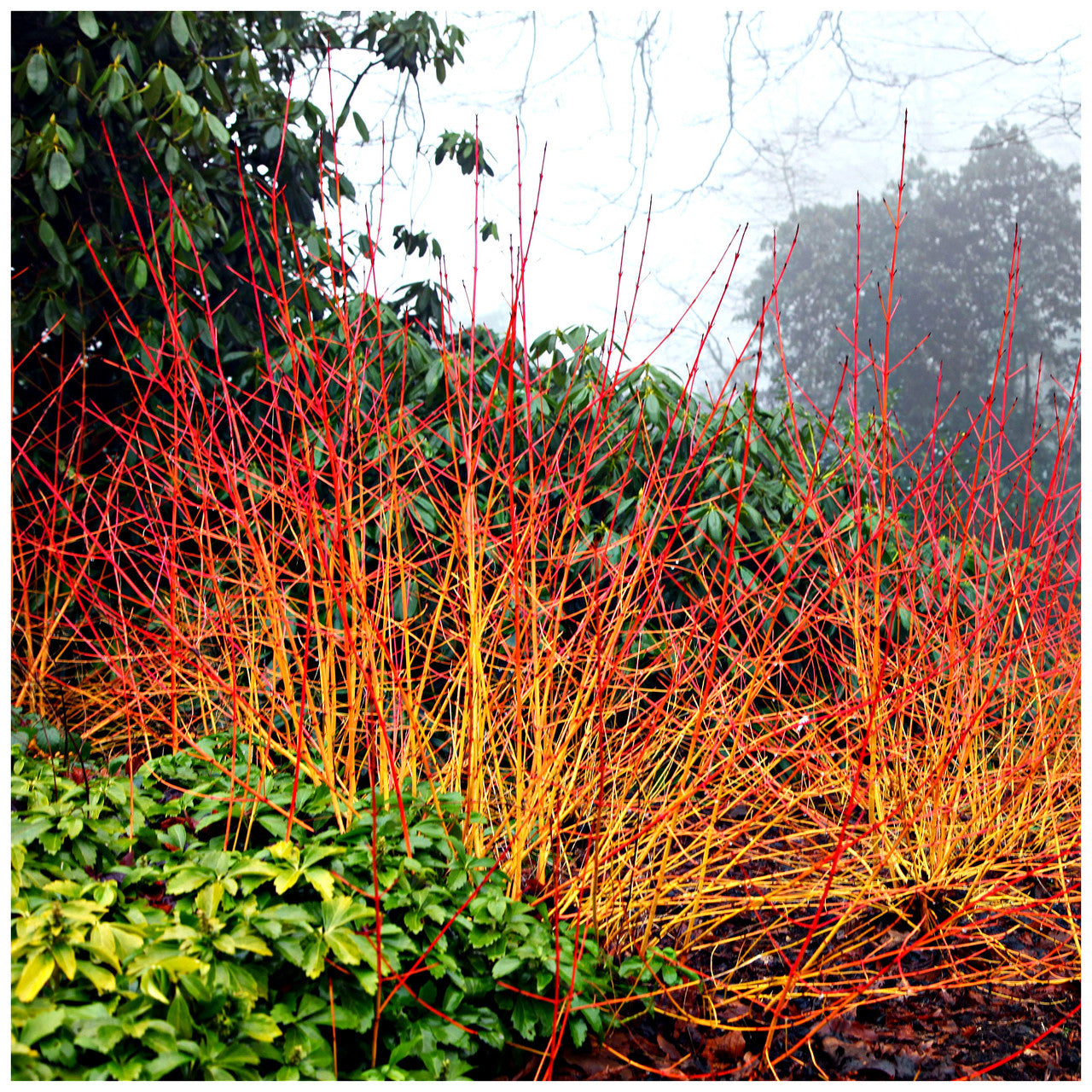 Sanger „Midwinter Fire” / Cornus sanguinea „Midwinter Fire”/