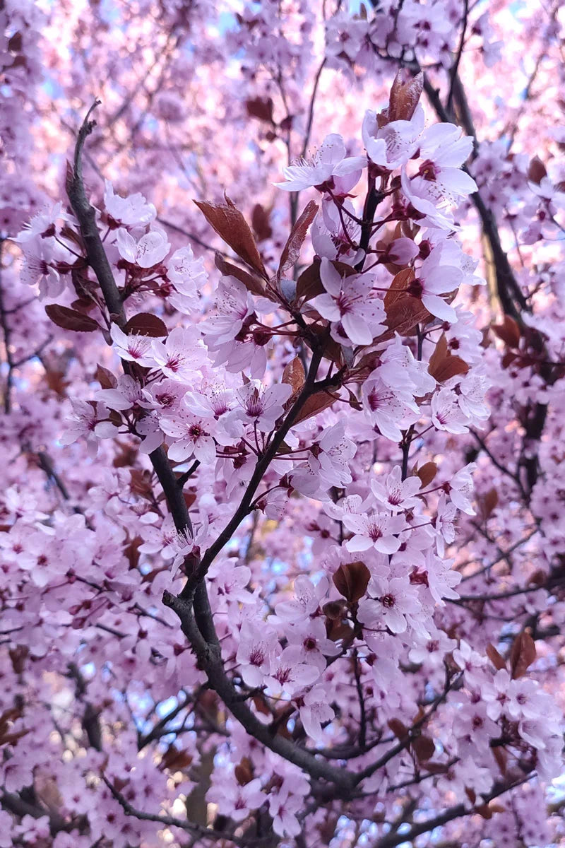 Corcodus rosu "Pissardii" arbore / Prunus cerasifera "Pisardii" /