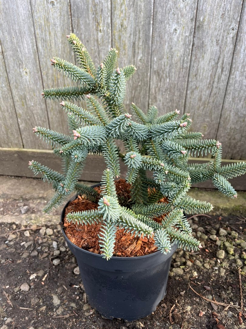 Brad spaniol / Abies pinsapo "Glauca"/