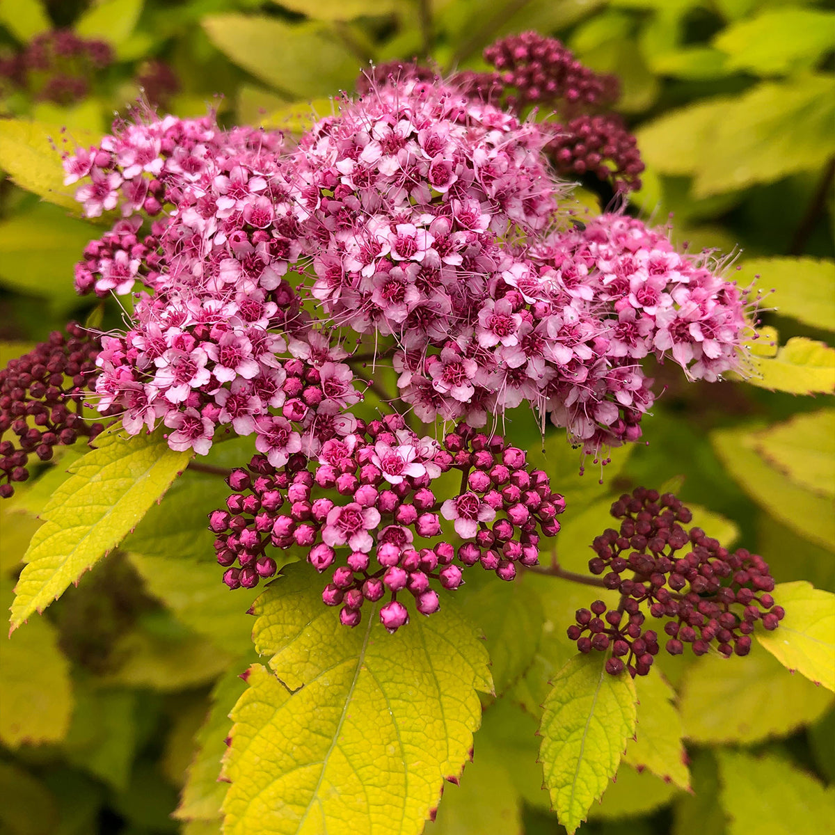 Spiraea japonica "Double Play® Big Bang"/ Cununita "Double Play® Big Bang" / - Gradina Noastra