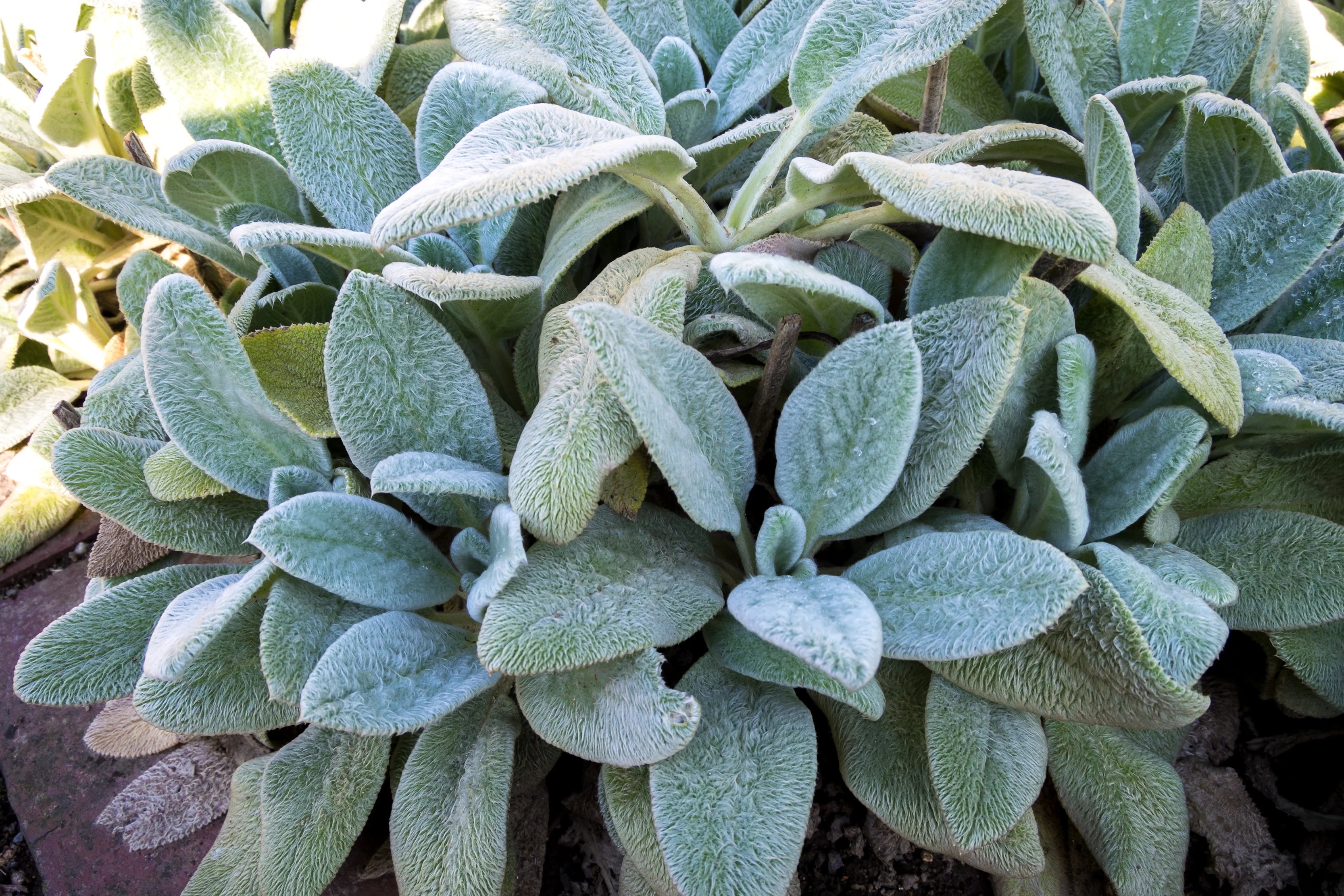 Stachys byzantina - Gradina Noastra