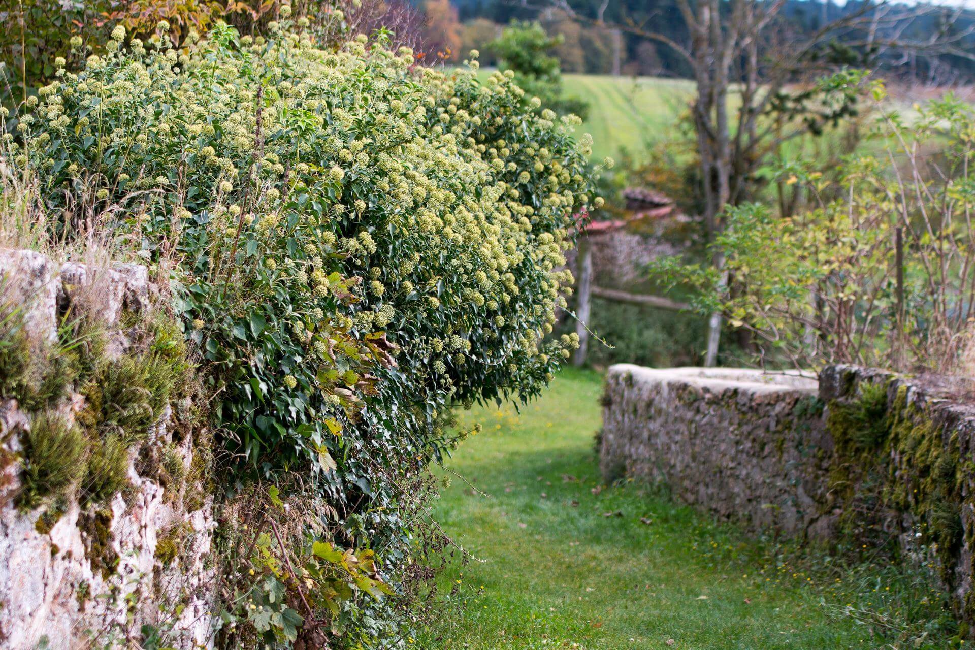 Iedera "Arborescens" / Hedera helix "Arborescens"/