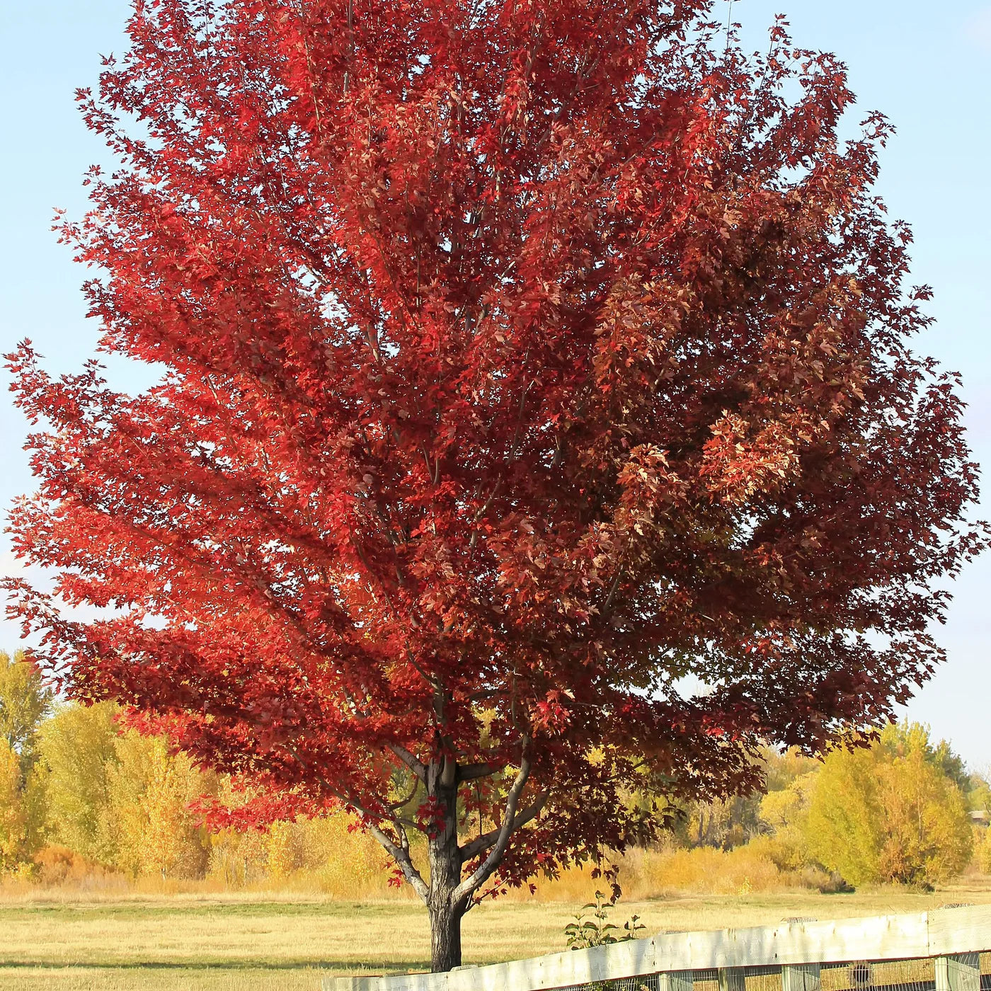 Artar rosu „Sun Valley” 2.00 - 2.50 m / Acer rubrum „Sun Valley” / by gradina-noastra