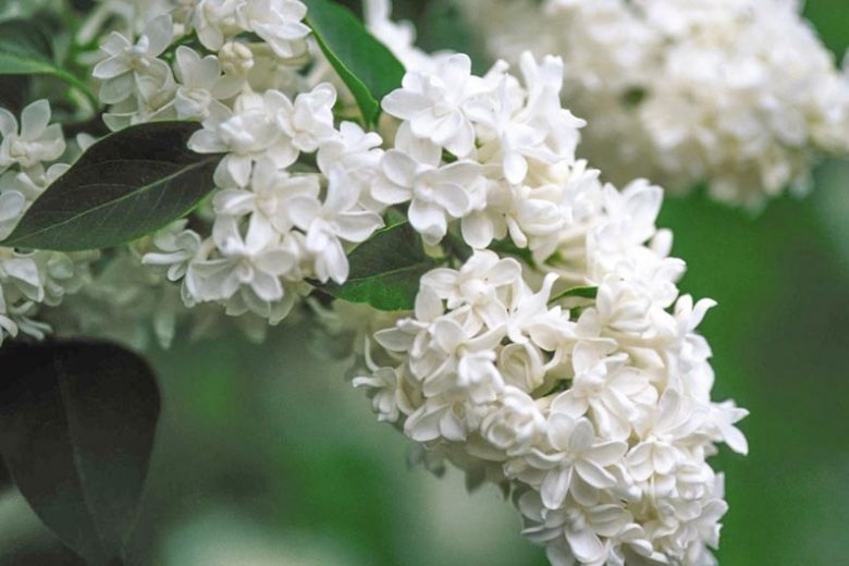 Liliac "Alice Harding" 1.20 - 1.50 m / Syringa vulgaris "Alice Harding" / by gradina-noastra