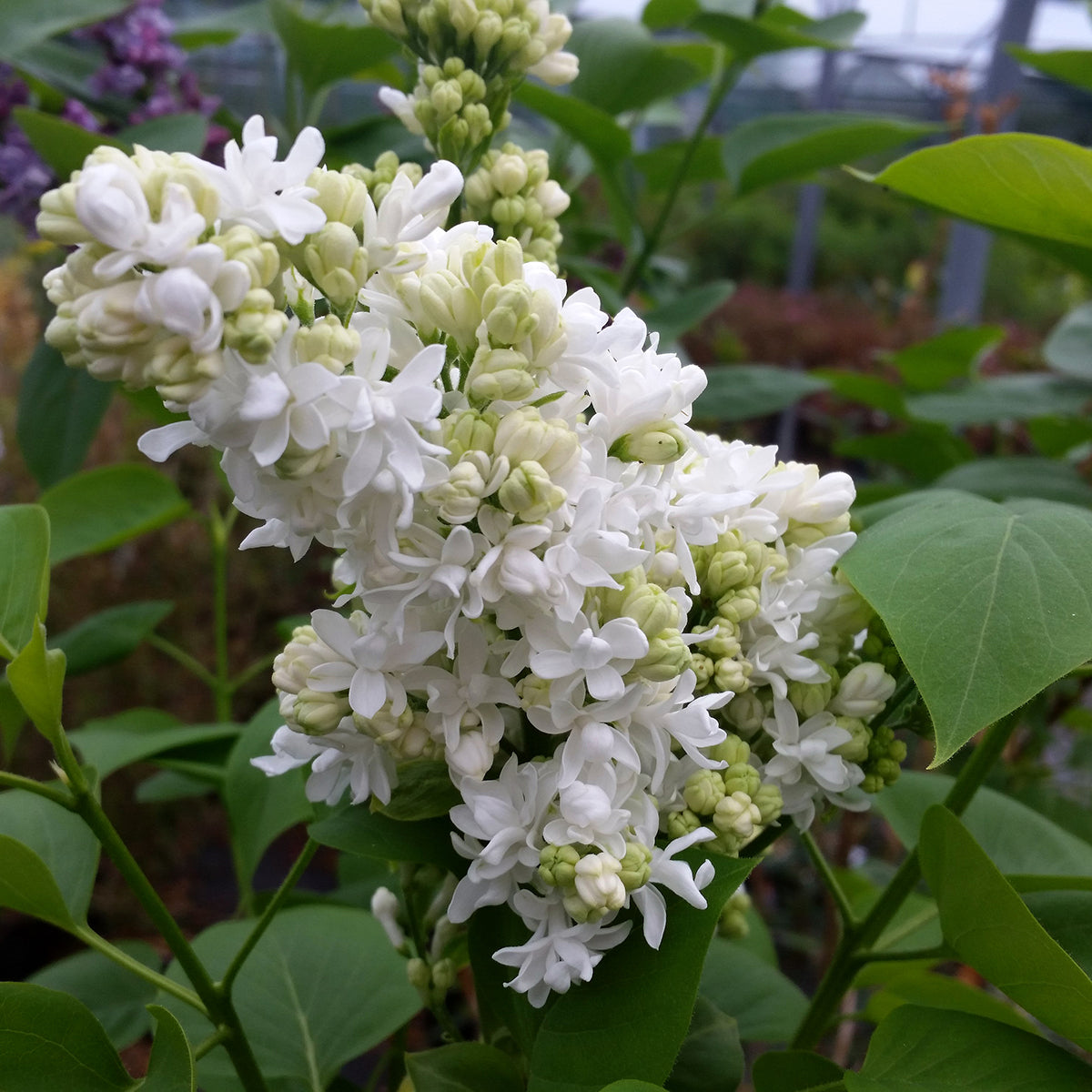 Liliac "Alice Harding" 1.20 - 1.50 m / Syringa vulgaris "Alice Harding" / by gradina-noastra