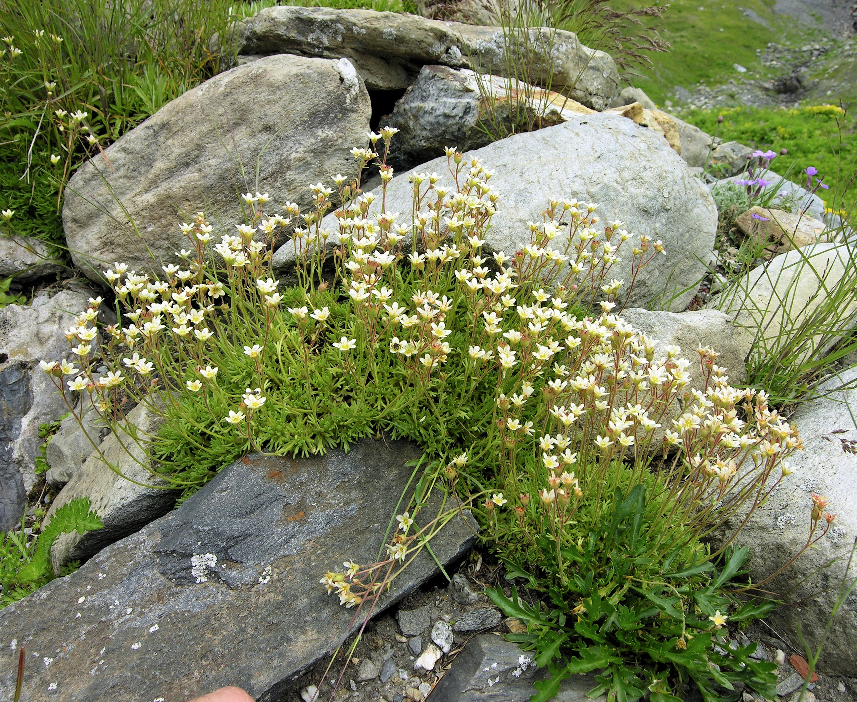Saxifraga moschata "White Pixie" by Gradina Noastra