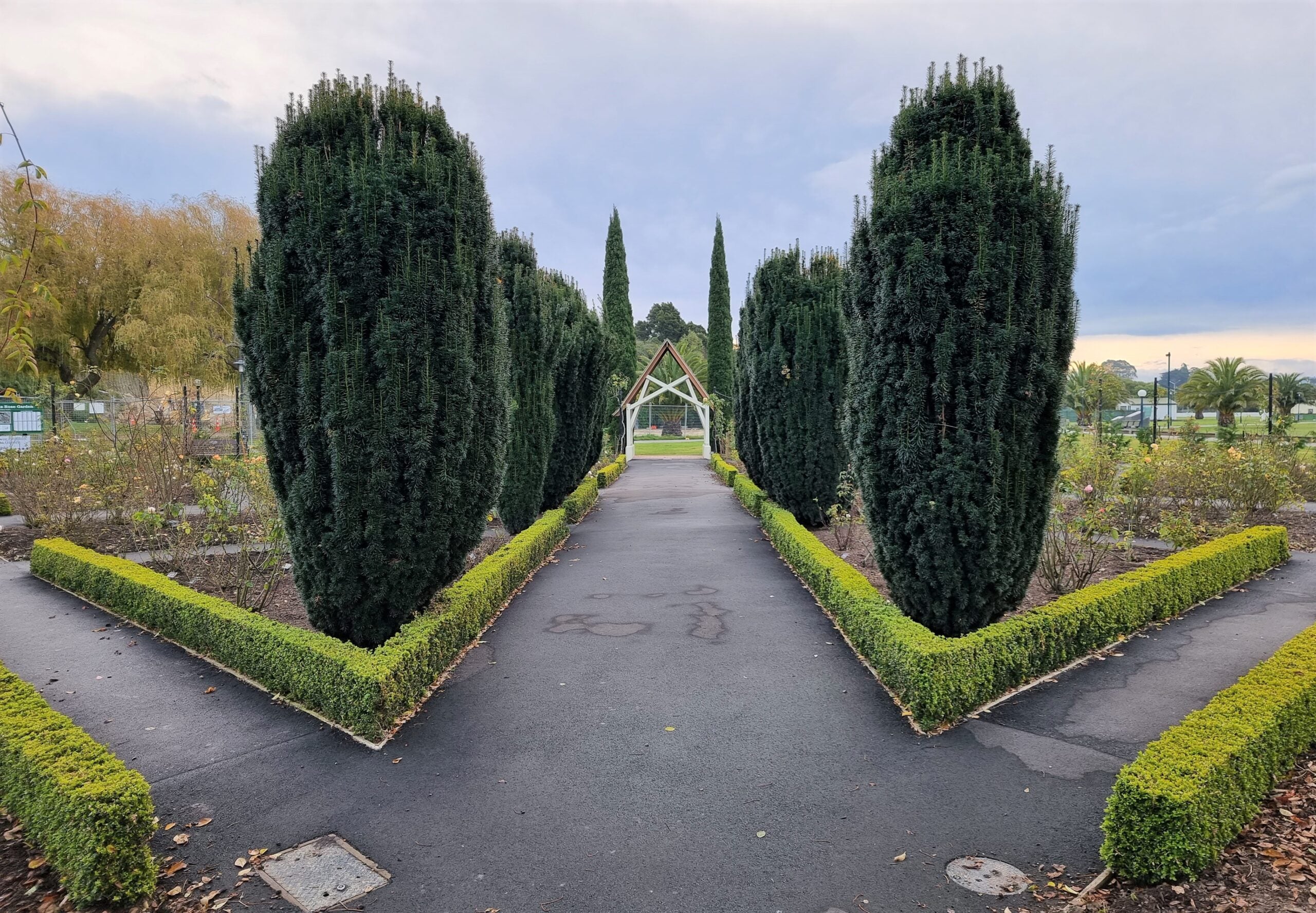 Tisa columnara / Taxus baccata "Fastigiata" / - Gradina Noastra
