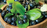 Aronia Mix 0.50-0.60 m by gradina-noastra