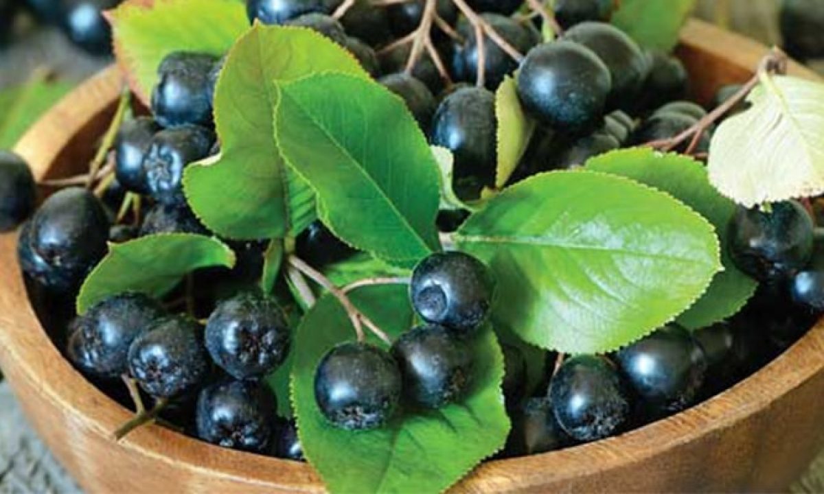 Aronia Mix 0.50-0.60 m by gradina-noastra