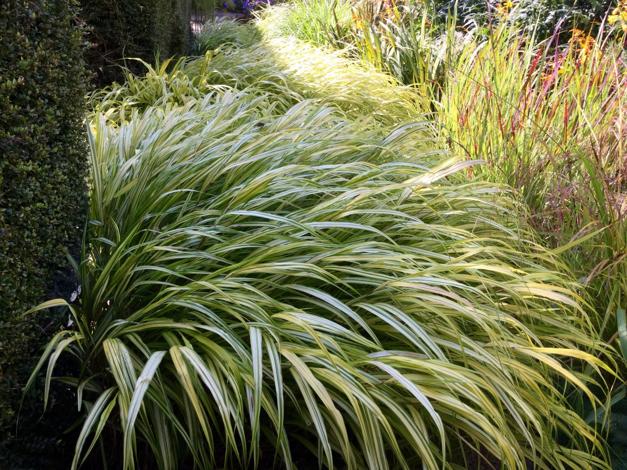 Hakonechloa macra "Stripe it Rich" 0.20 - 0.30 m /Hakonechloa macra "Stripe It Rich" / by gradina-noastra