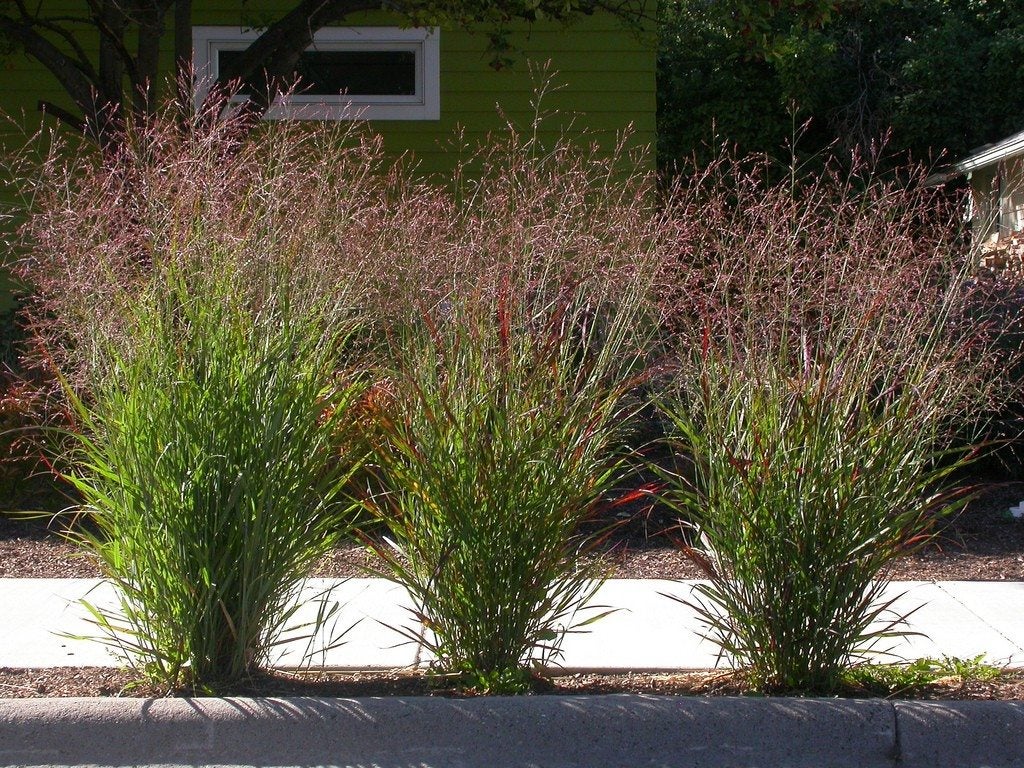 Panicum virgatum "Hot Rod" 0.20 - 0.30 m by gradina-noastra