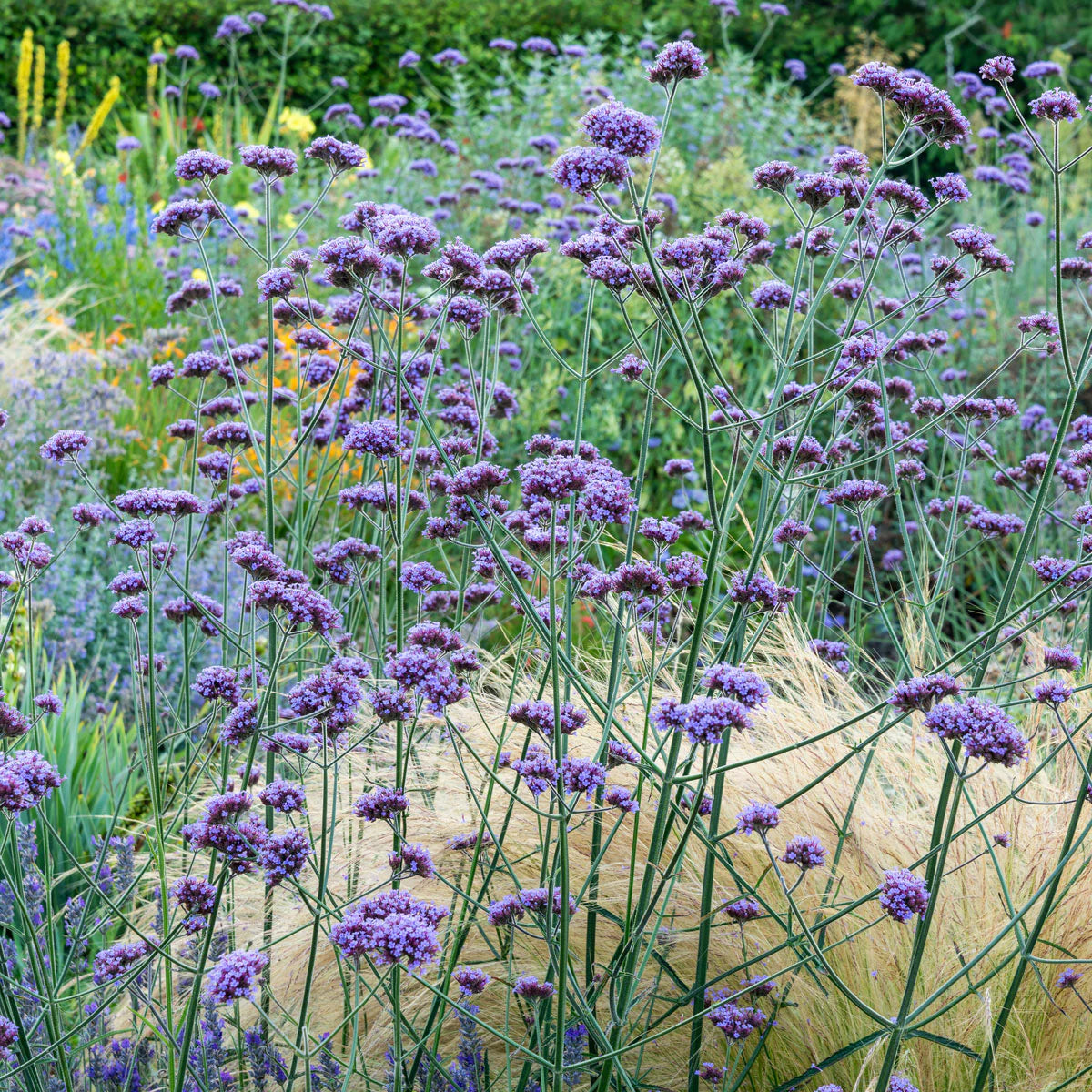 Verbena bonariensis "Lollipop"