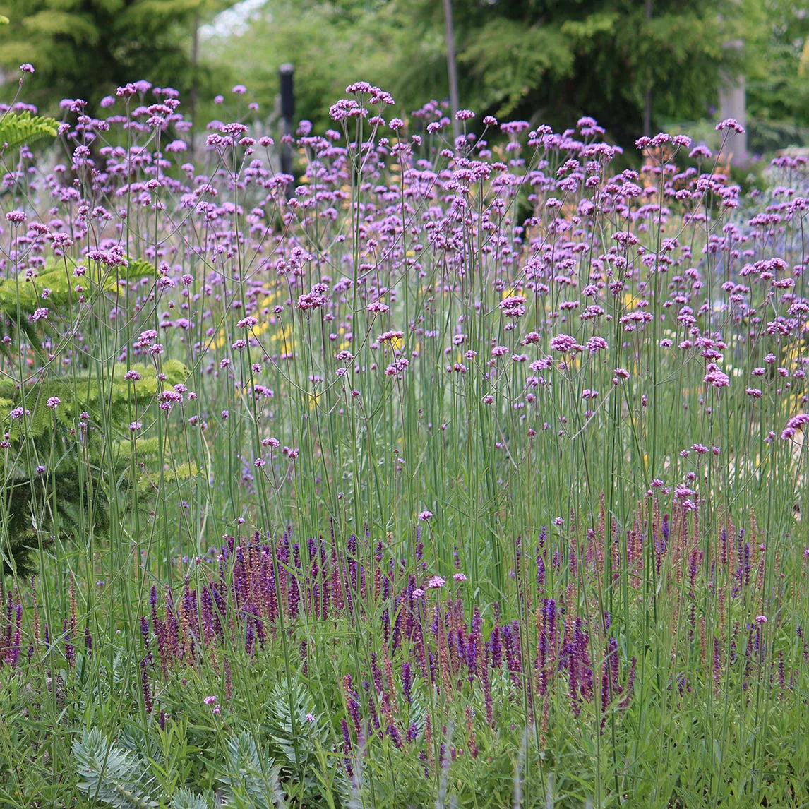 Verbena bonariensis 0.30 - 0.40 m by Gradina Noastra