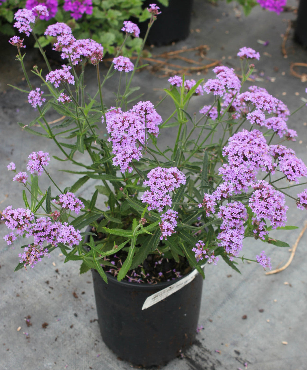 Verbena bonariensis "Lollipop" 0.20 - 0.30 m by Gradina Noastra